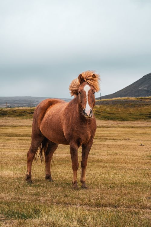 Free A chestnut Icelandic horse stands proudly in a vast, wide landscape in Islandia. Stock Photo
