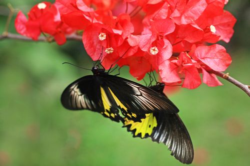 Free A striking butterfly resting on vivid red bougainvillea blooms, showcasing nature's beauty. Stock Photo