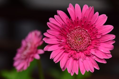 Free Detailed close-up of a vivid pink Gerbera daisy in full bloom, showcasing intricate petal patterns. Stock Photo