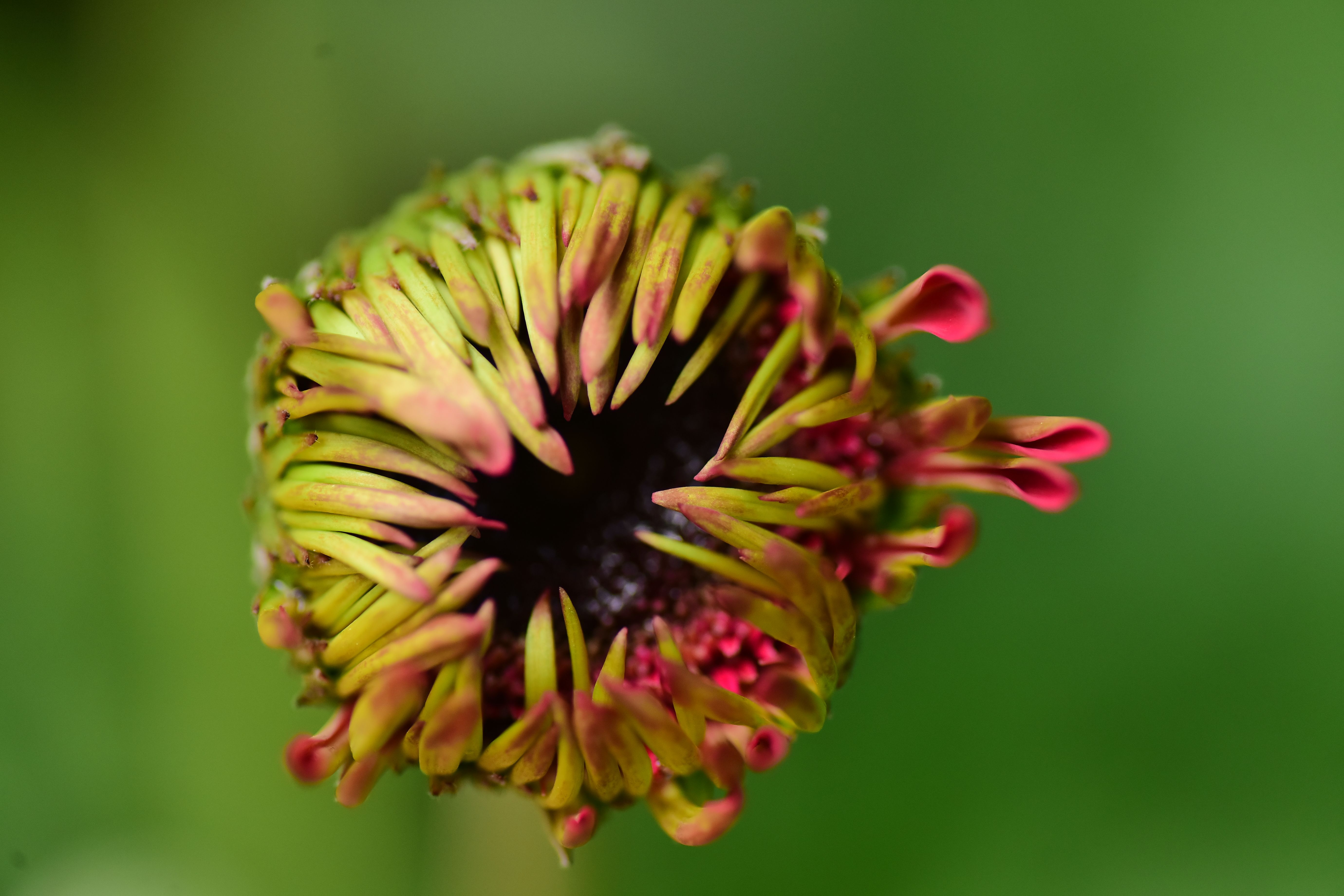 Close-up of a Gerbera Daisy Bud Opening · Free Stock Photo
