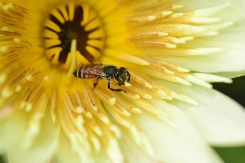 Free Close-up image of a bee collecting nectar from a vibrant yellow flower center. Stock Photo