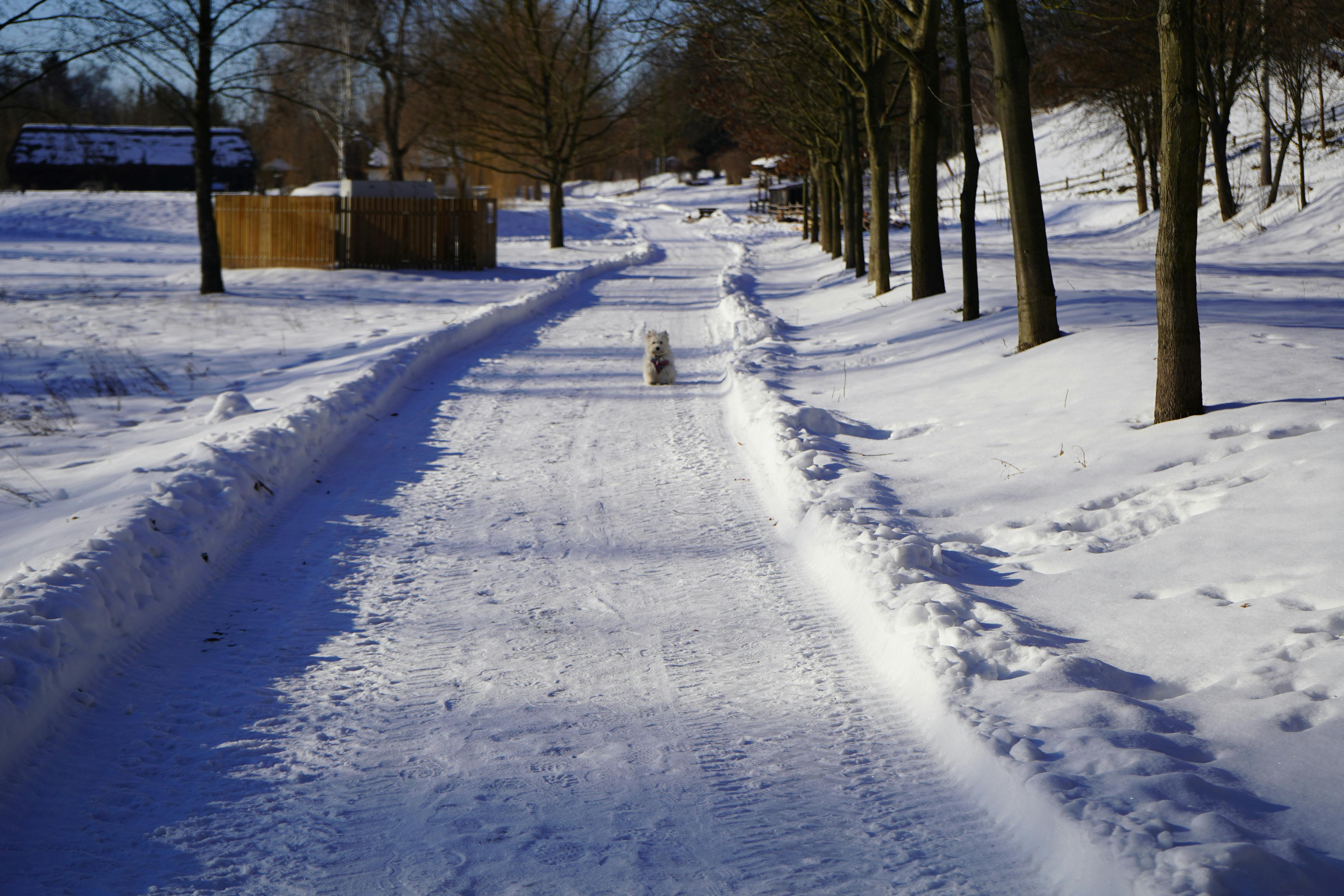 A quiet Apgujeong avenue in late January with light snow and early afternoon sun