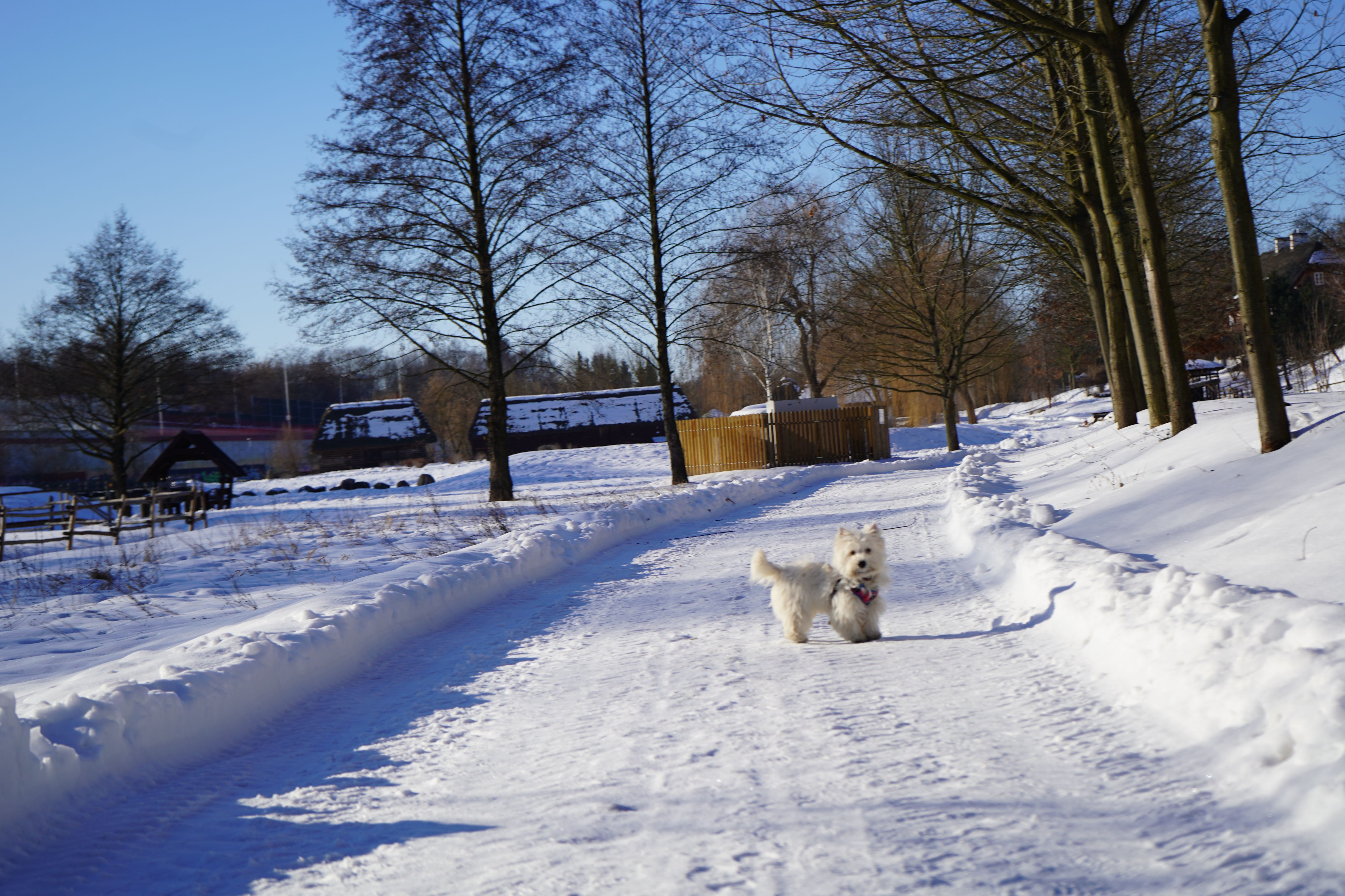 West Highland White Terrier runs joyfully in a snowy park on a sunny winter day.