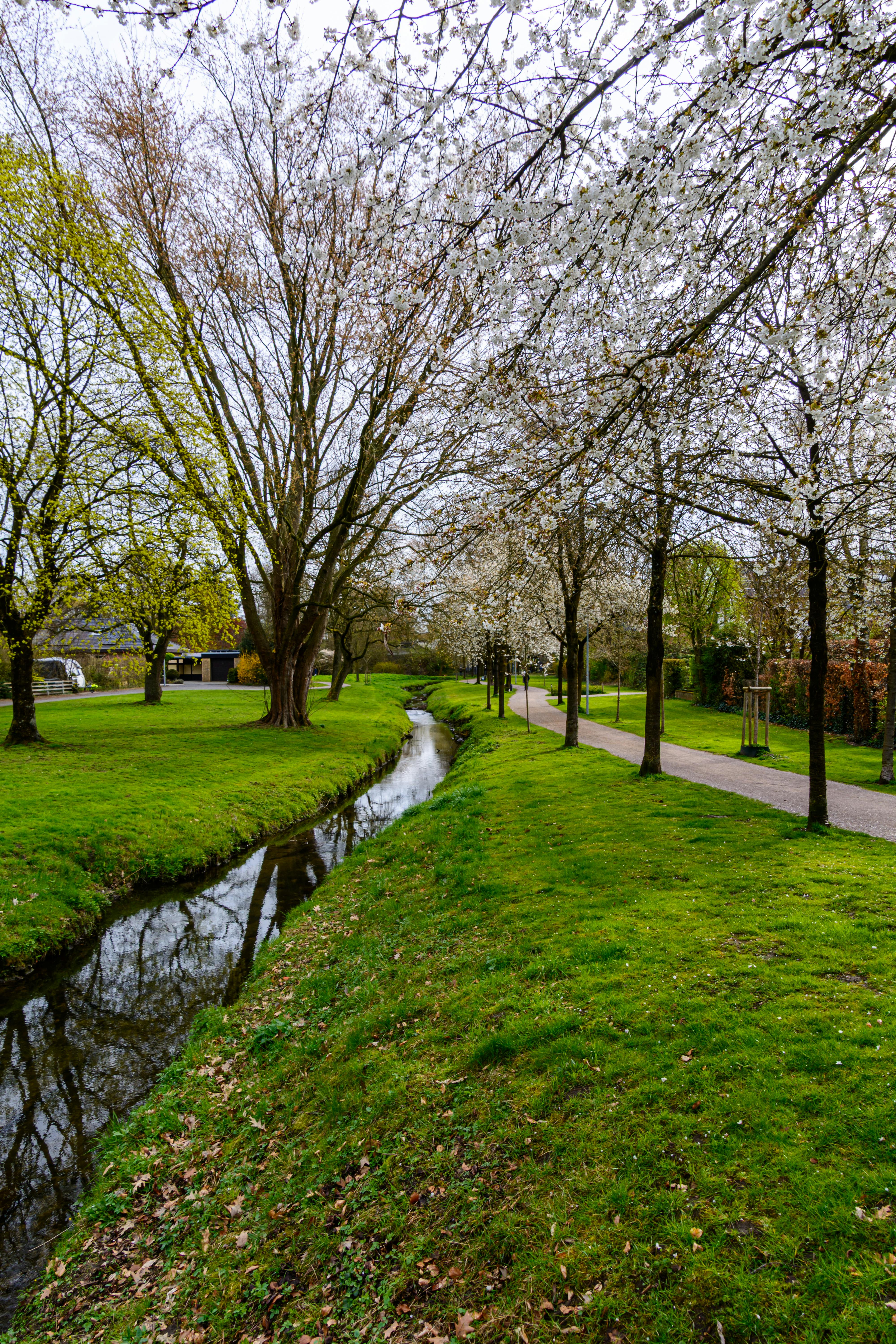 Enchanting spring scene of cherry blossoms and a stream in Coesfeld, Germany.
