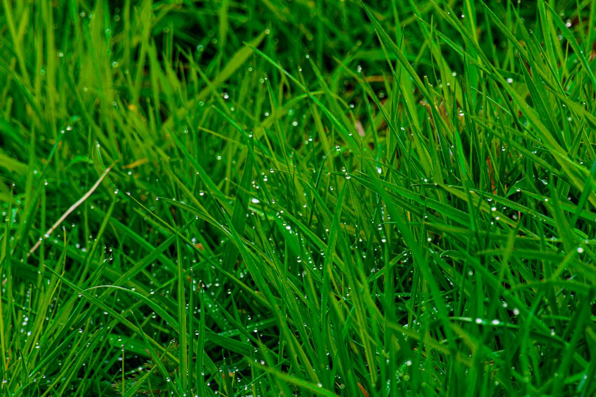 Close-up of vibrant green grass covered in morning dew, capturing nature's serenity.