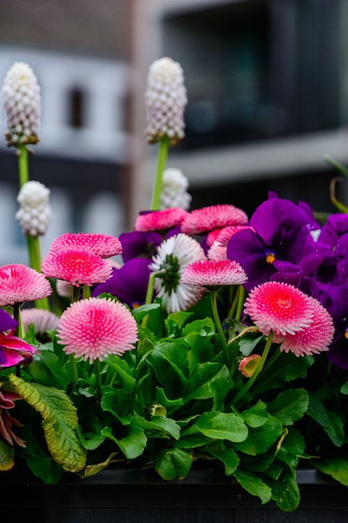 Free Colorful display of Bellis perennis and pansies in a garden setting, Coesfeld, NRW. Stock Photo