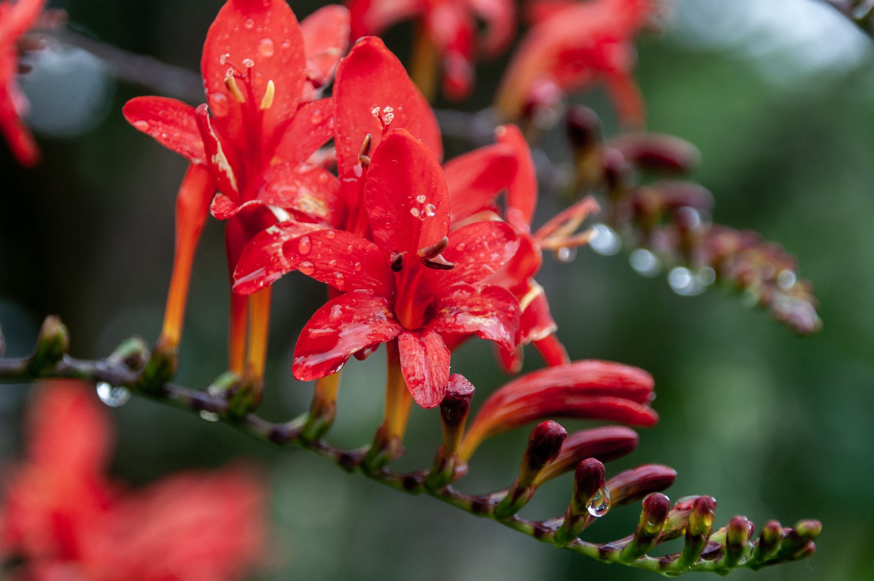 Use clean, sharp pruners so cuts are neat and the risk of spreading disease is reduced. For many herbaceous perennials, Use clean, sharp pruners so cuts are neat and the risk of spreading disease is reduced. For many herbaceous perennials,