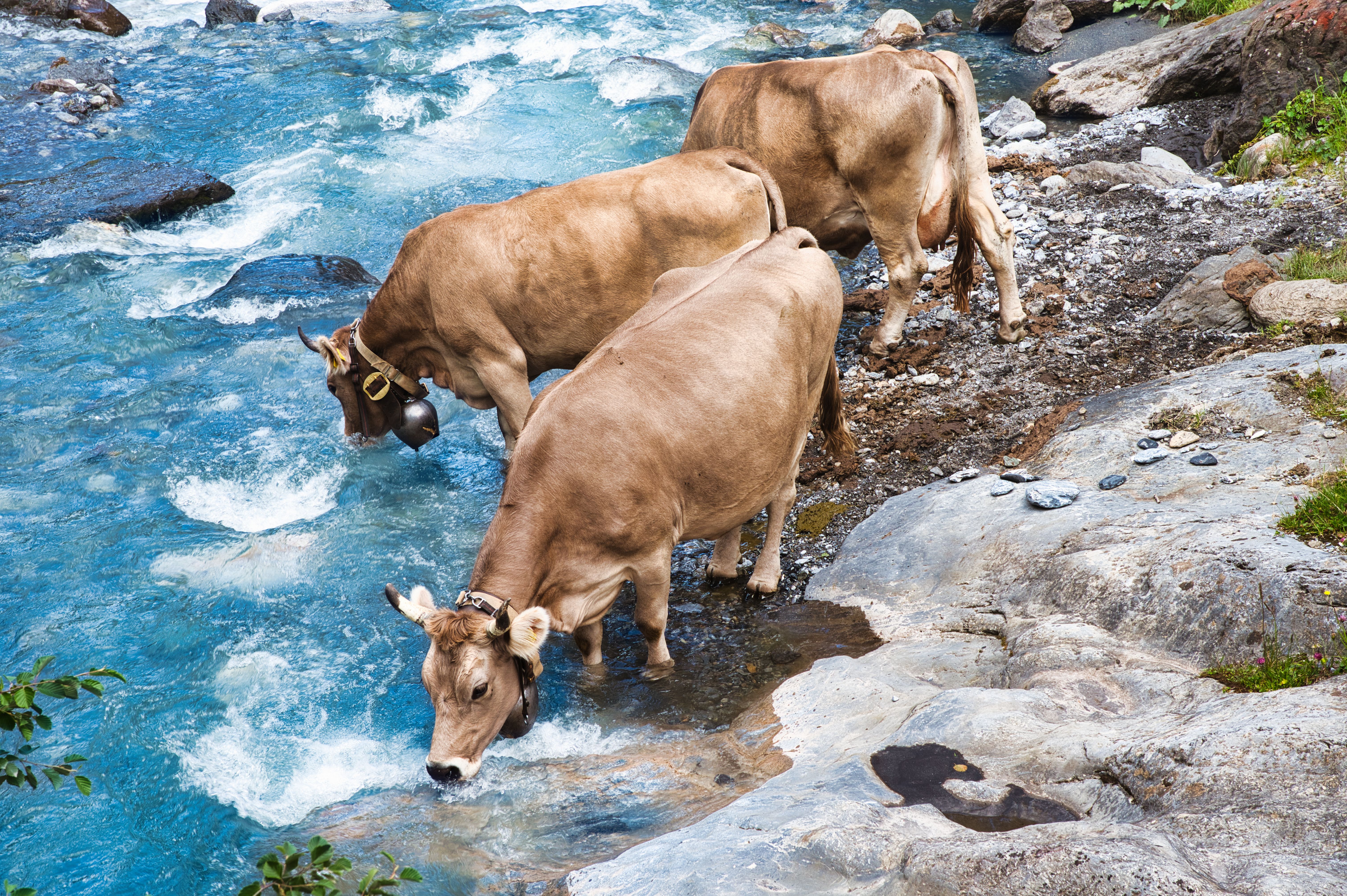 How Much Water Does a Cow Drink Per Day? A Detailed Guide