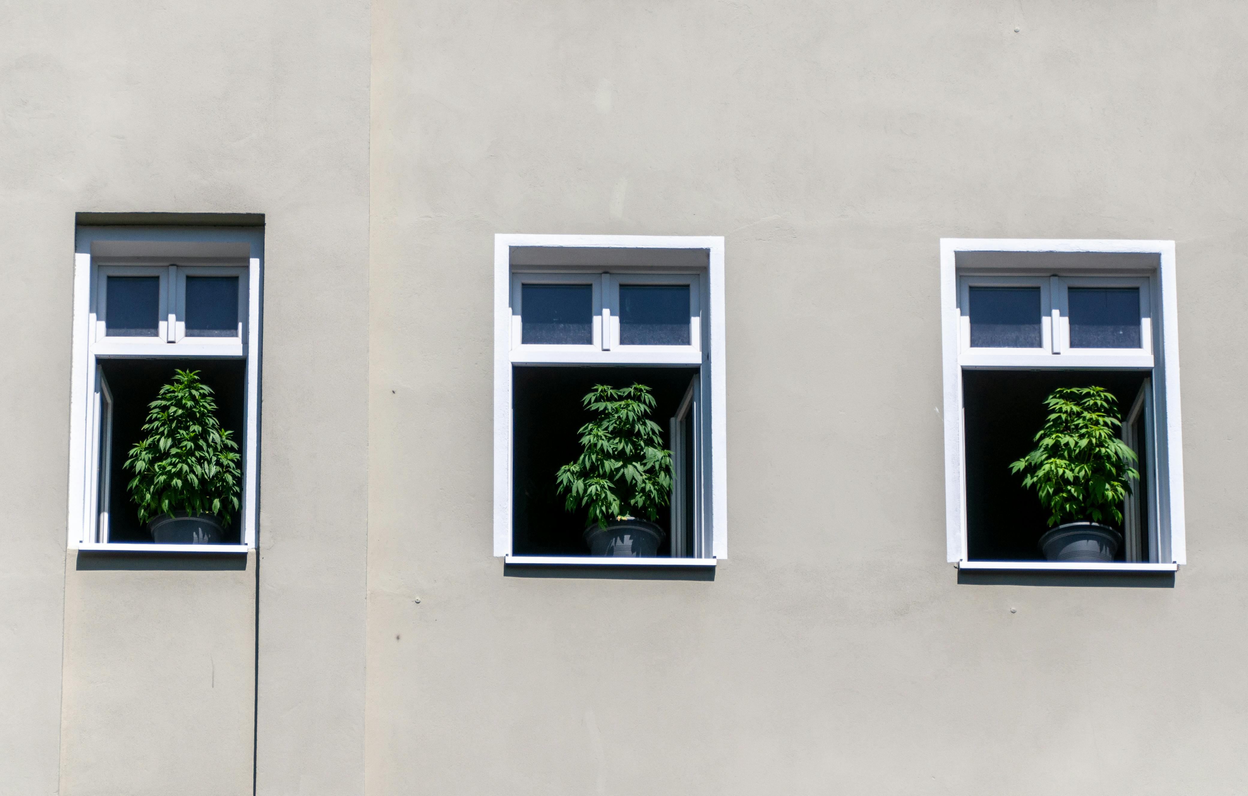 I went from cloning plants to punk tours to advertising—lessons from my career change — Photo by wal_ 172619 on Pexels