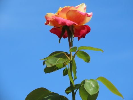A vivid rose in full bloom set against a clear blue sky in Sydney, Australia.