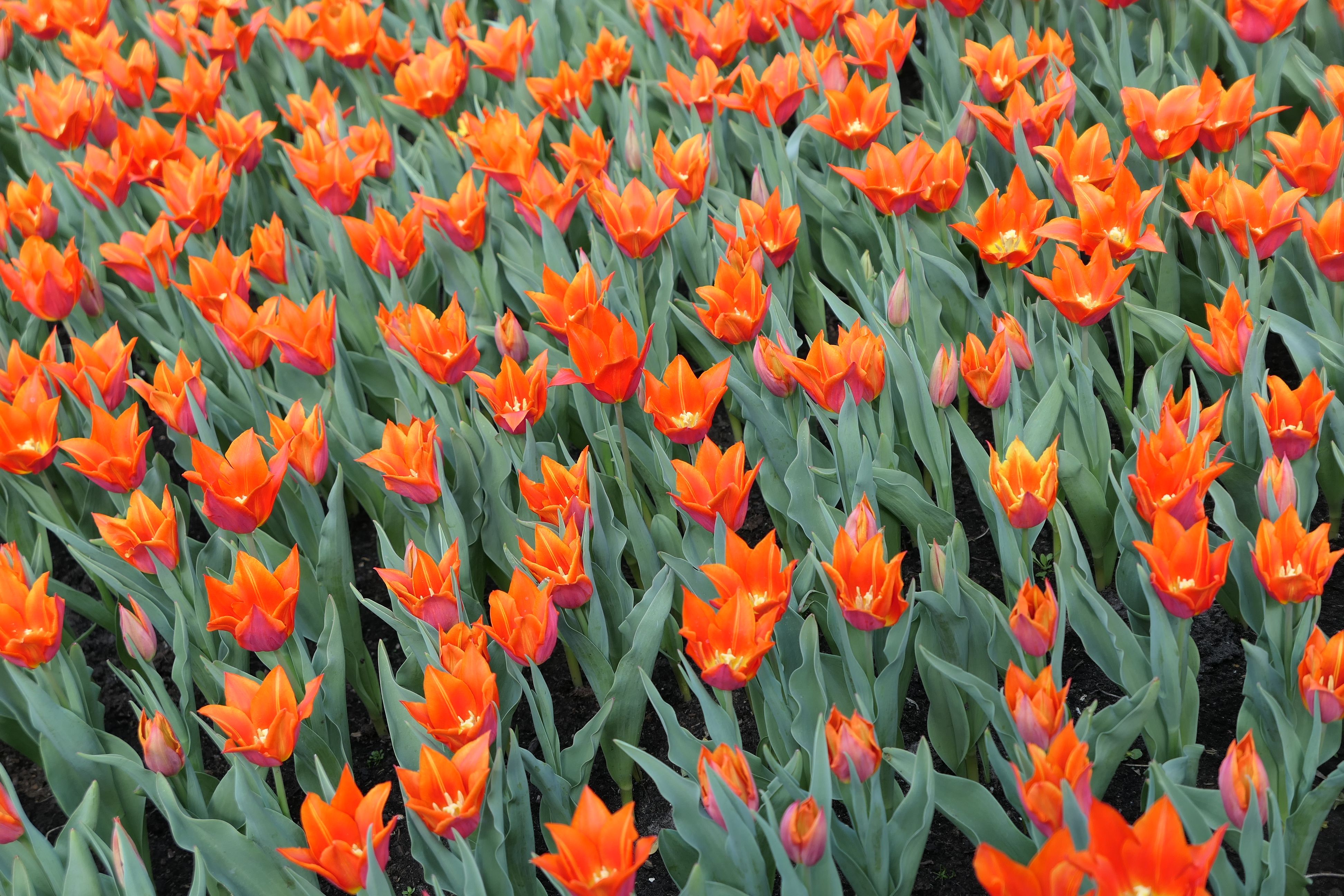 Lisse