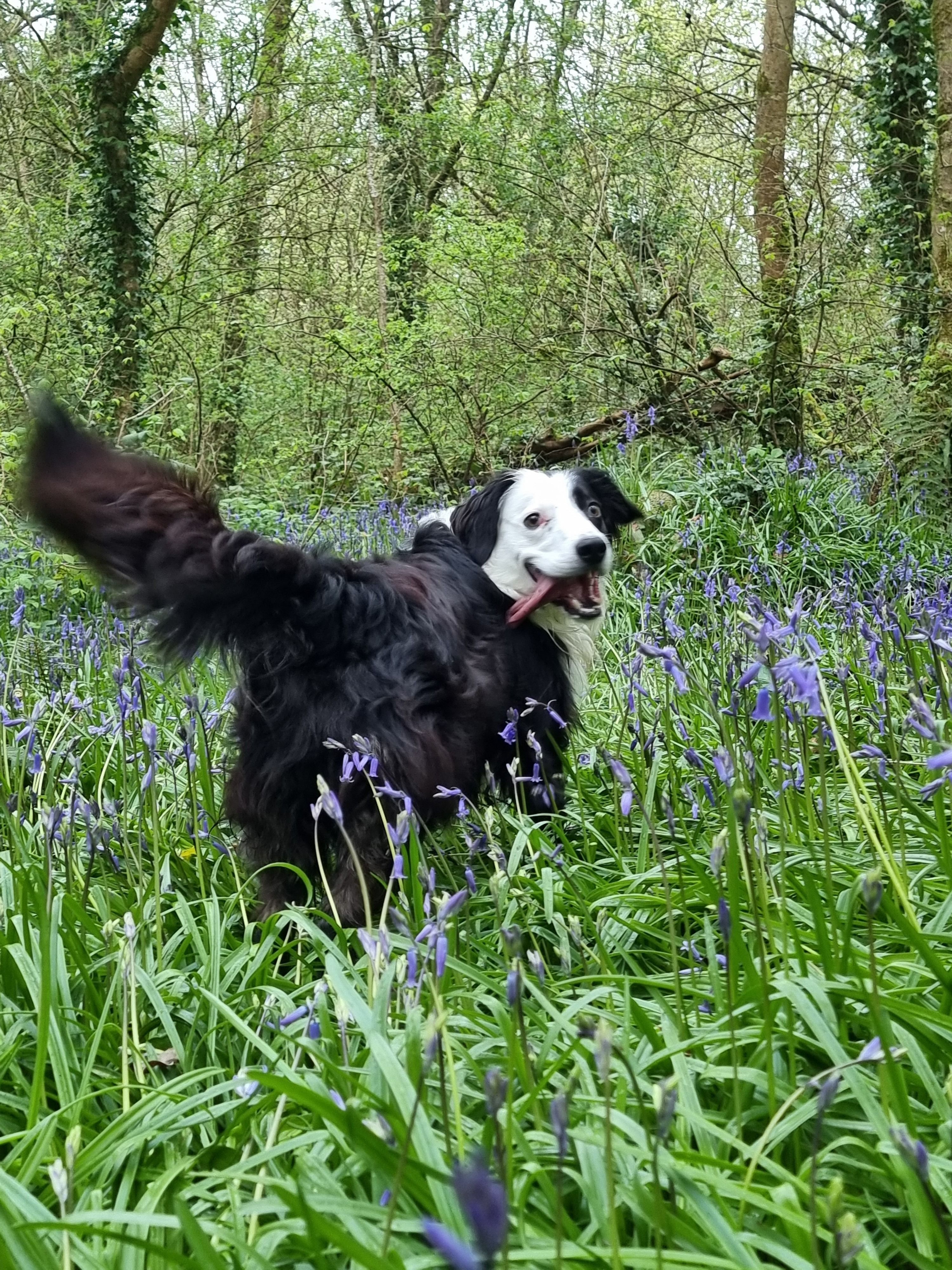 Border Collie Enjoying Springtime in Blooming Forest · Free Stock Photo