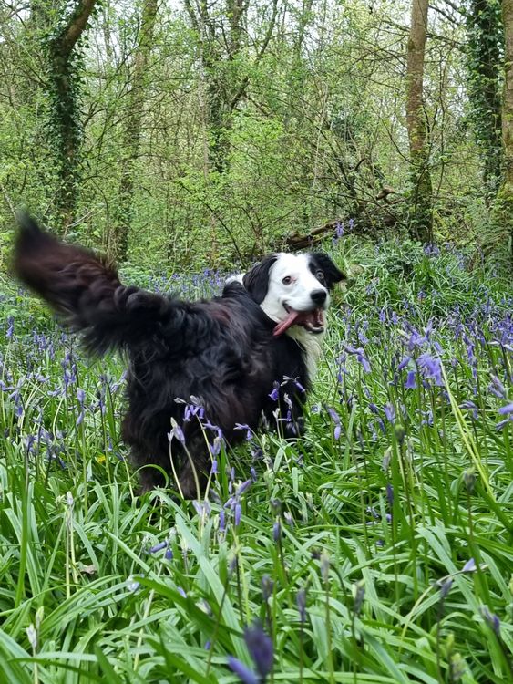 Spring Border Collies Border Collie Enjoying Springtime in Blooming Forest · Free Stock Photo