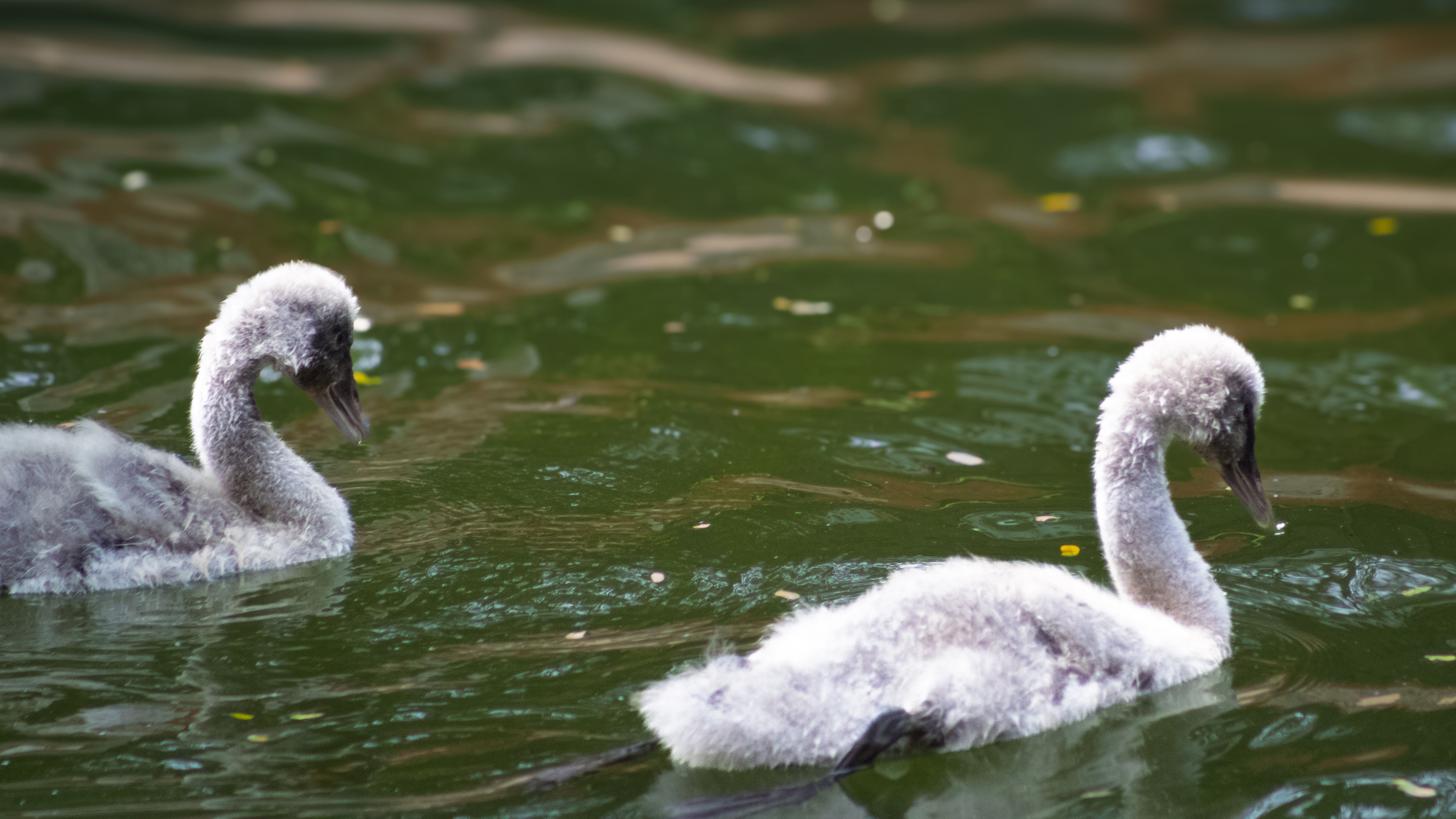 Two Young Swans Swimming in a Serene Lake · Free Stock Photo
