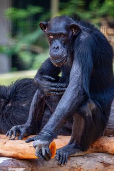 Portrait of a thoughtful chimpanzee resting on a tree branch, showcasing wildlife in its natural setting.