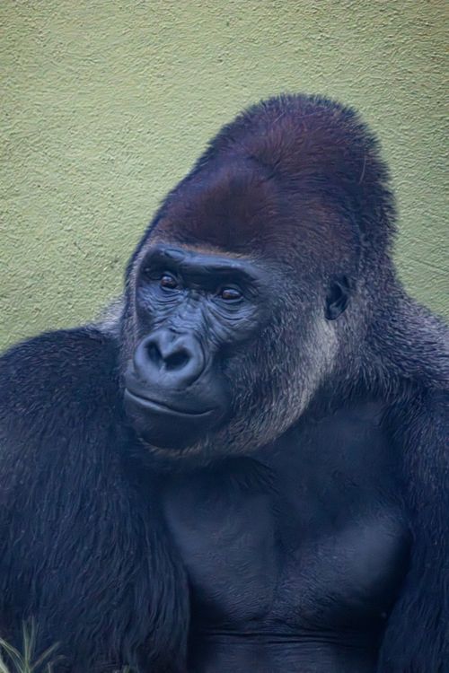 Free Portrait of a silverback gorilla showcasing its strength and expression against a neutral background. Stock Photo