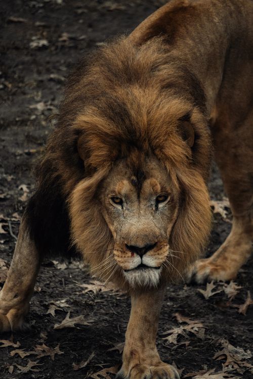 Free Close-up photo of a majestic lion walking in its natural habitat, showcasing its majestic mane. Stock Photo
