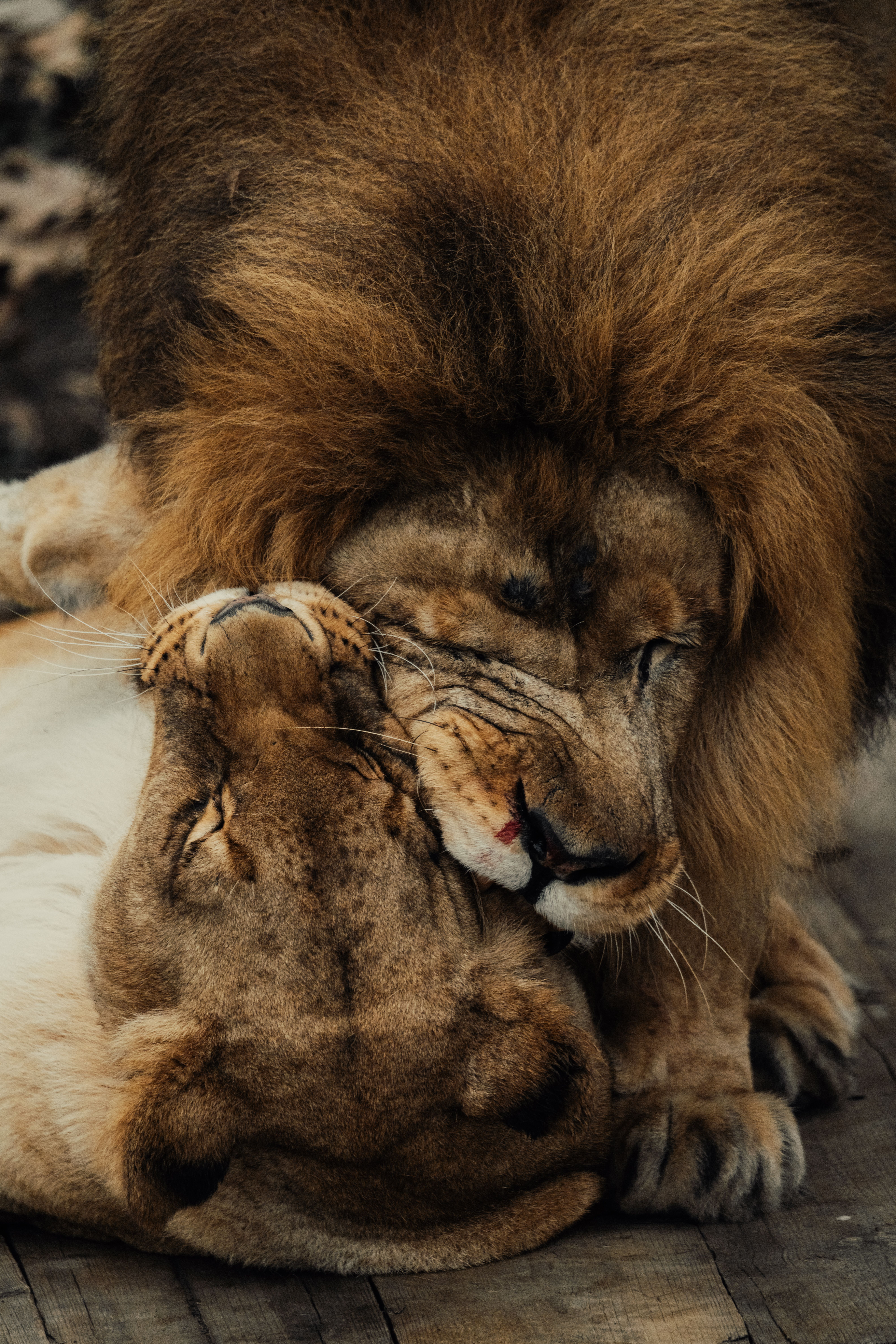 Capturing a tender moment between a male and female African lion in a natural setting.