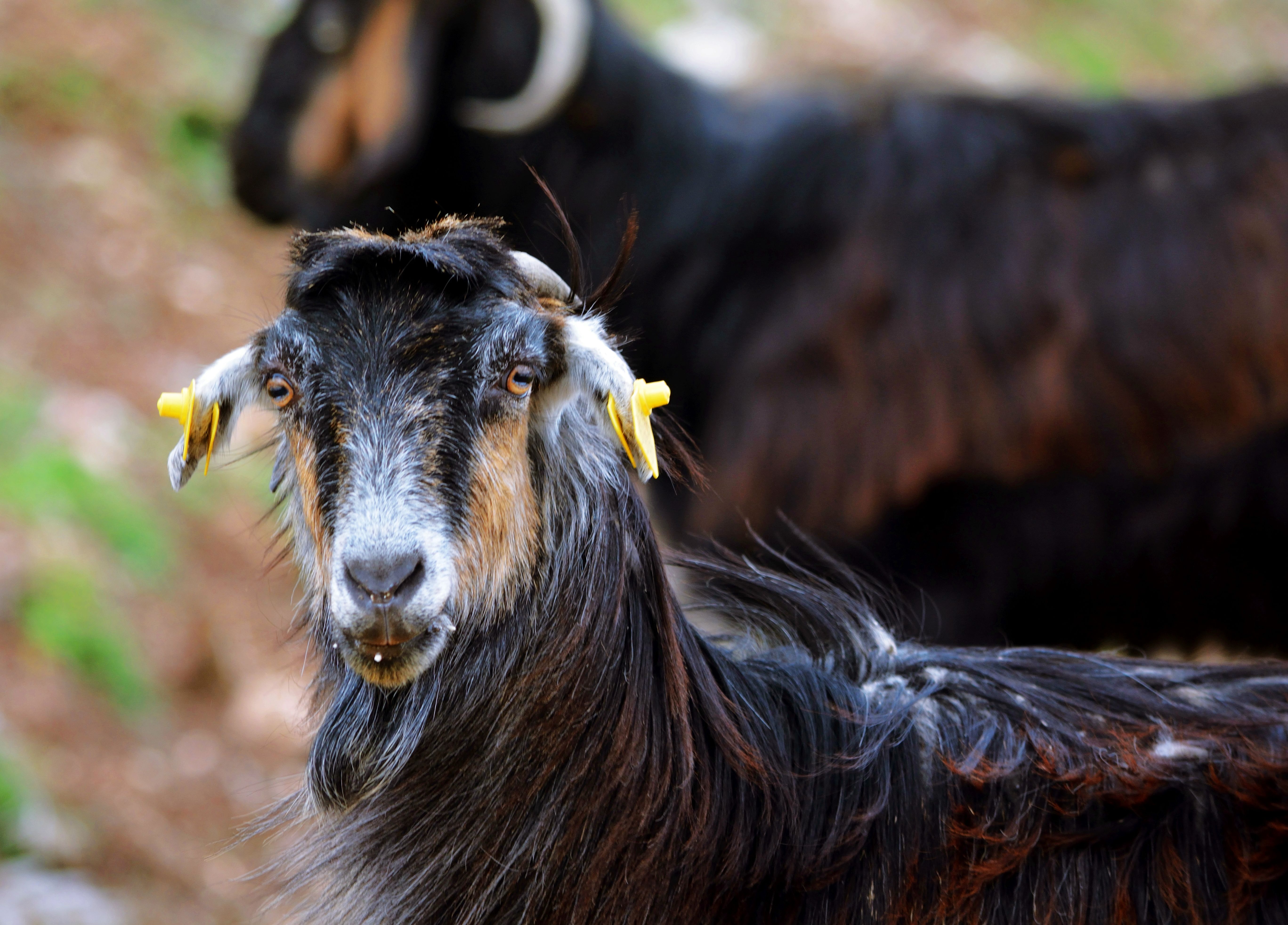 Portrait of a goat at a veterinary clinic