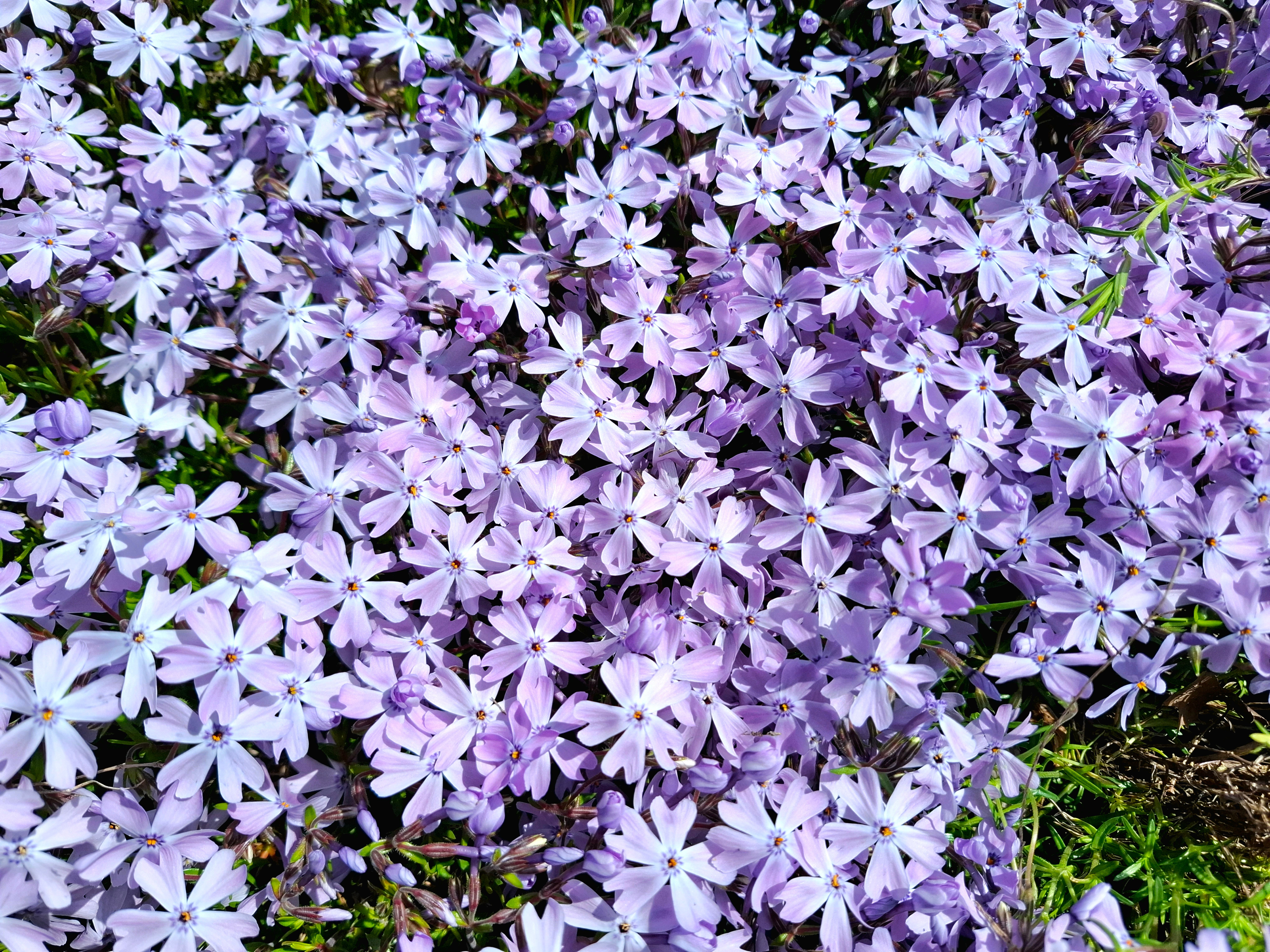 [ColoSach]-a-dense-cluster-of-vibrant-purple-phlox-flowers-captured-in-bright-daylight,-showcasing-nature's-beauty.