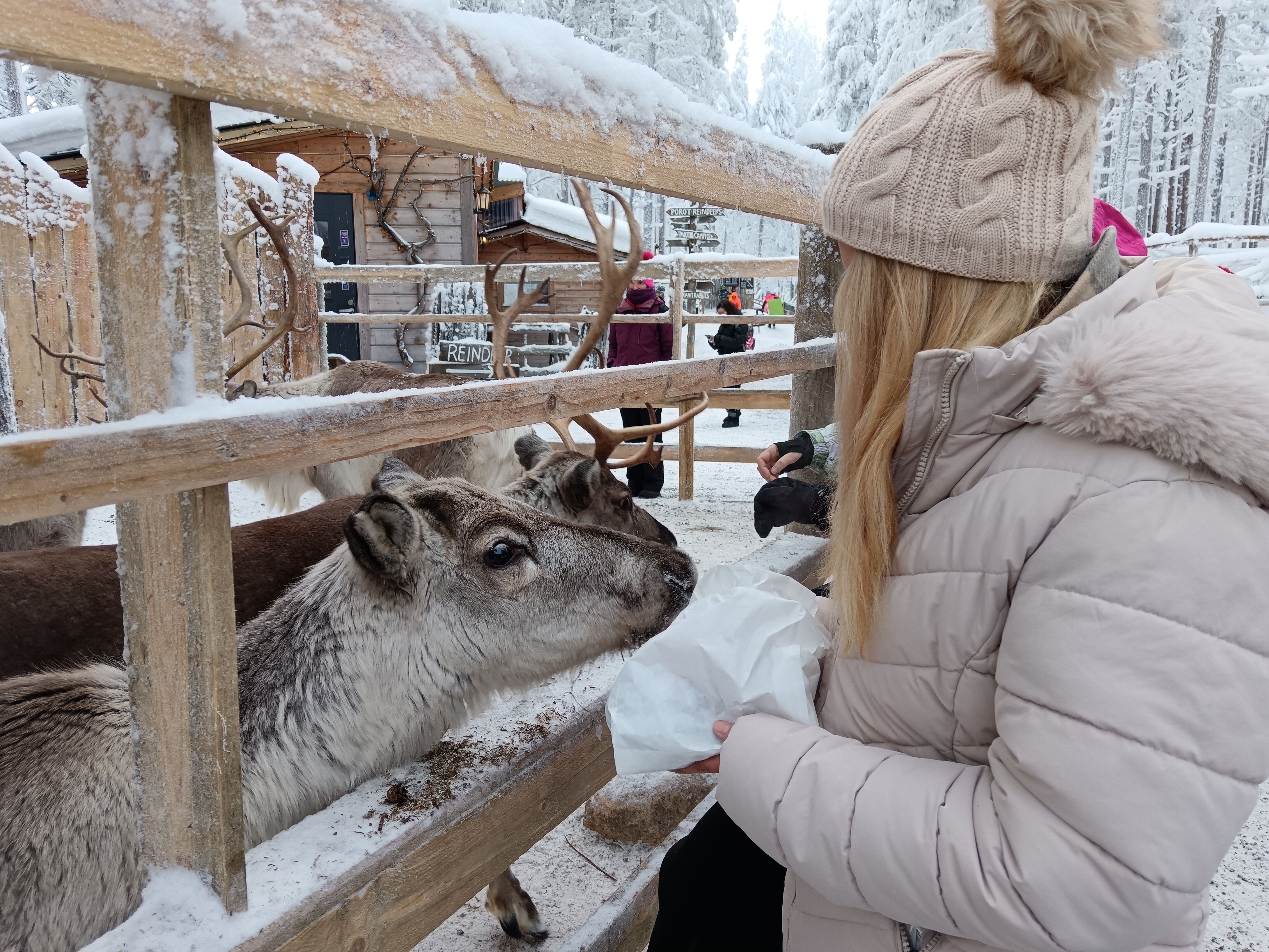 Reindeer Meet & Greet Encounter