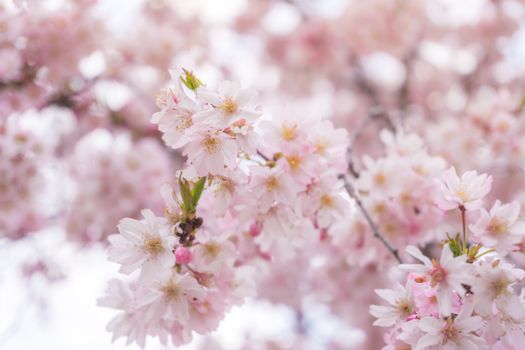 A close-up of cherry blossoms in full bloom with soft pink petals, capturing the essence of spring.