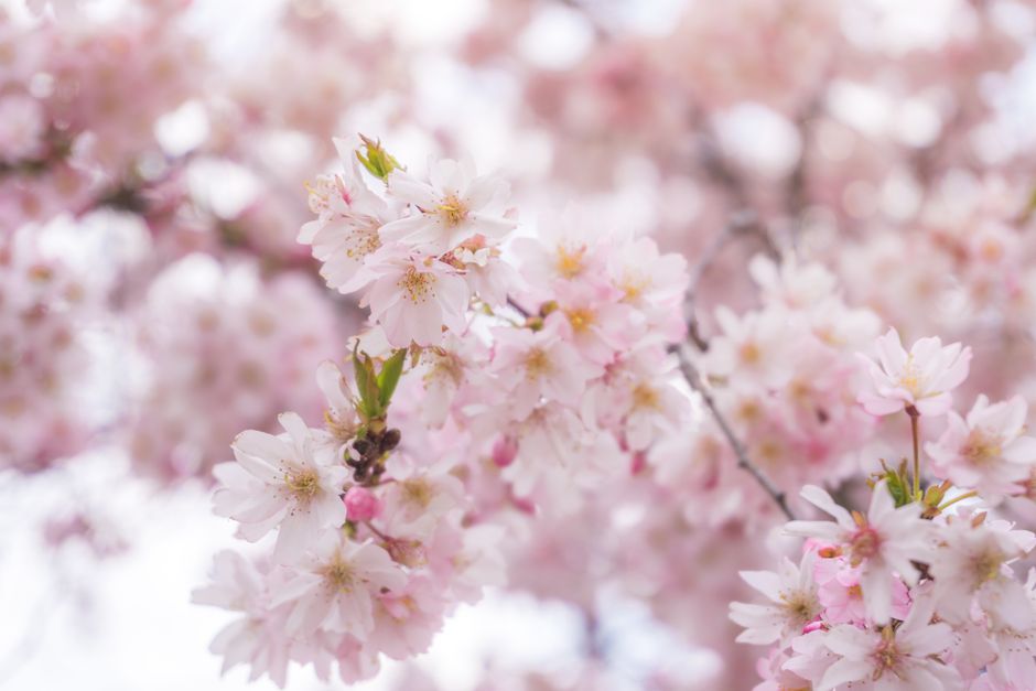 A close-up of cherry blossoms in full bloom with soft pink petals, capturing the essence of spring.