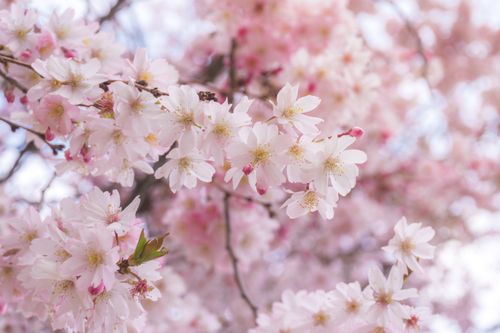 Free Beautiful cherry blossoms in full bloom, showcasing delicate pink petals in springtime. Stock Photo