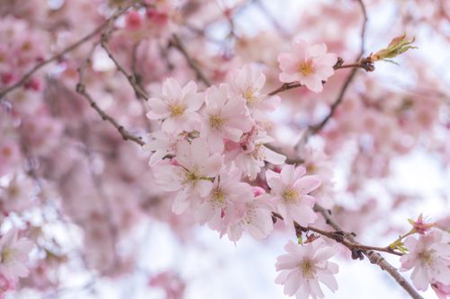 Free Close-up of delicate pink cherry blossoms in full bloom during spring season. Stock Photo