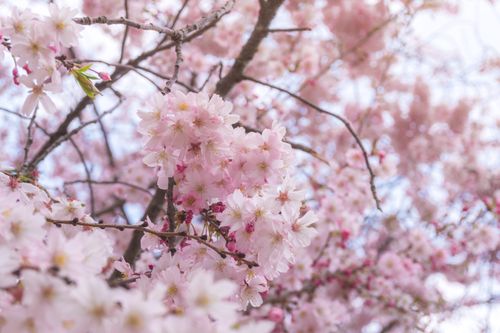 Free Delicate pink cherry blossoms in full bloom during springtime, symbolizing renewal and beauty. Stock Photo