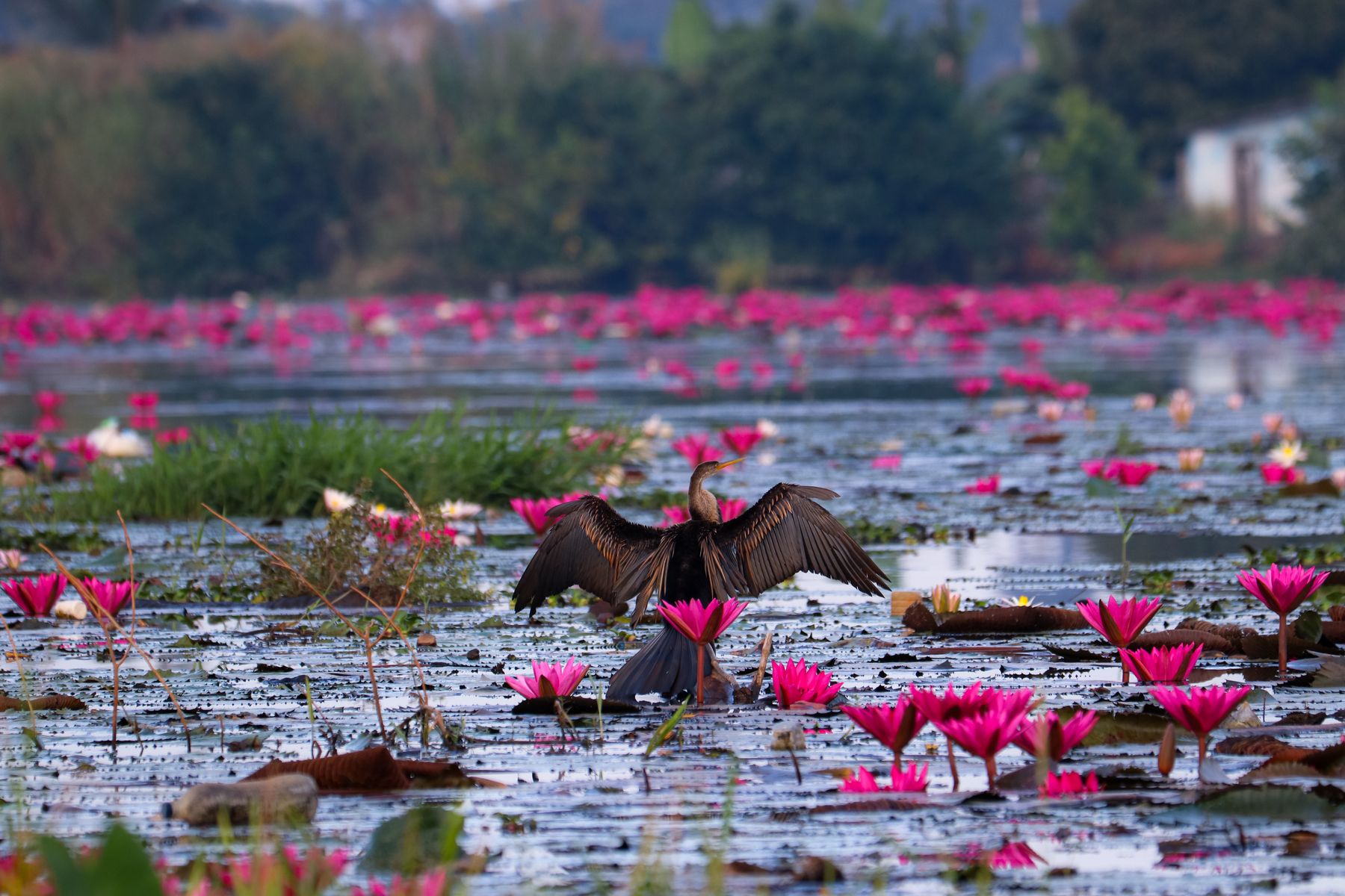 Punjab's Autumn Birdwatching: Wetlands and Lakes Worth the Trip