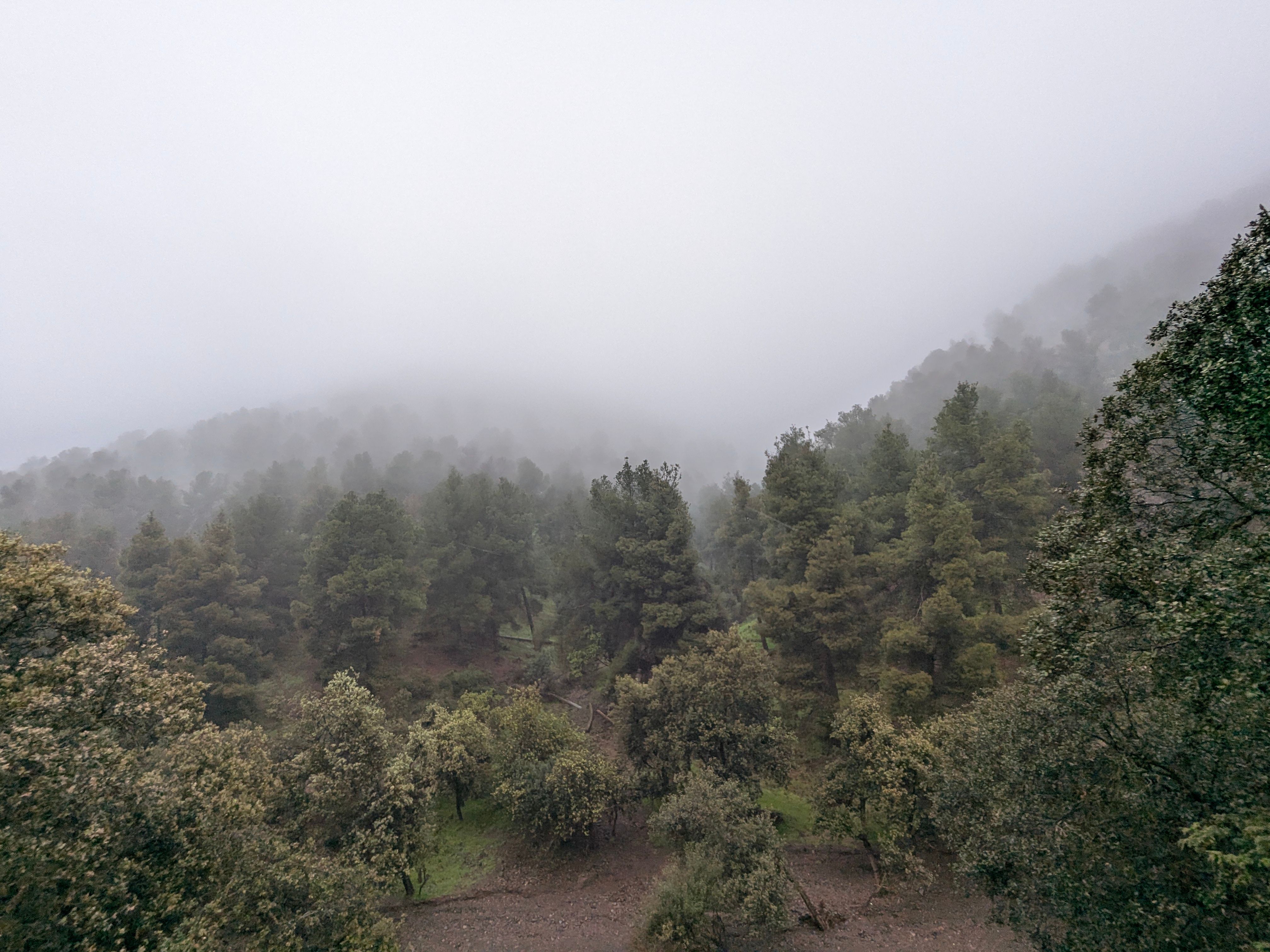 Serene mist-covered forest with dense trees in Marrakesh, Morocco, evokes tranquility.