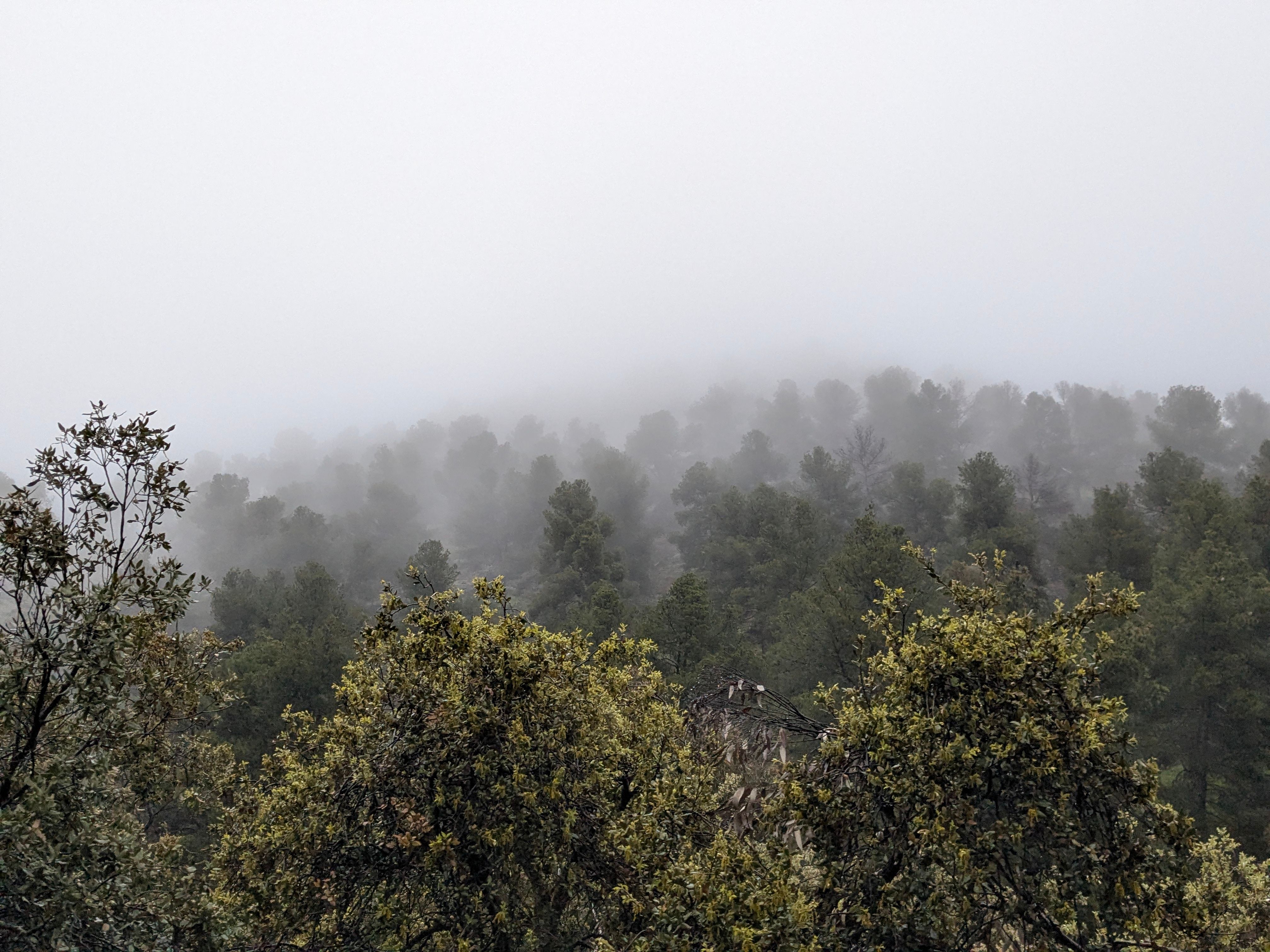 Fog rolling over a hillside of evergreen trees and shrubs on a grey day