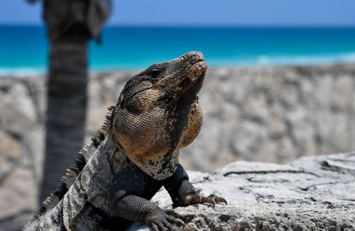 Free Close-up of an iguana basking on a stone wall in Cancún, with the Caribbean Sea in the background. Stock Photo