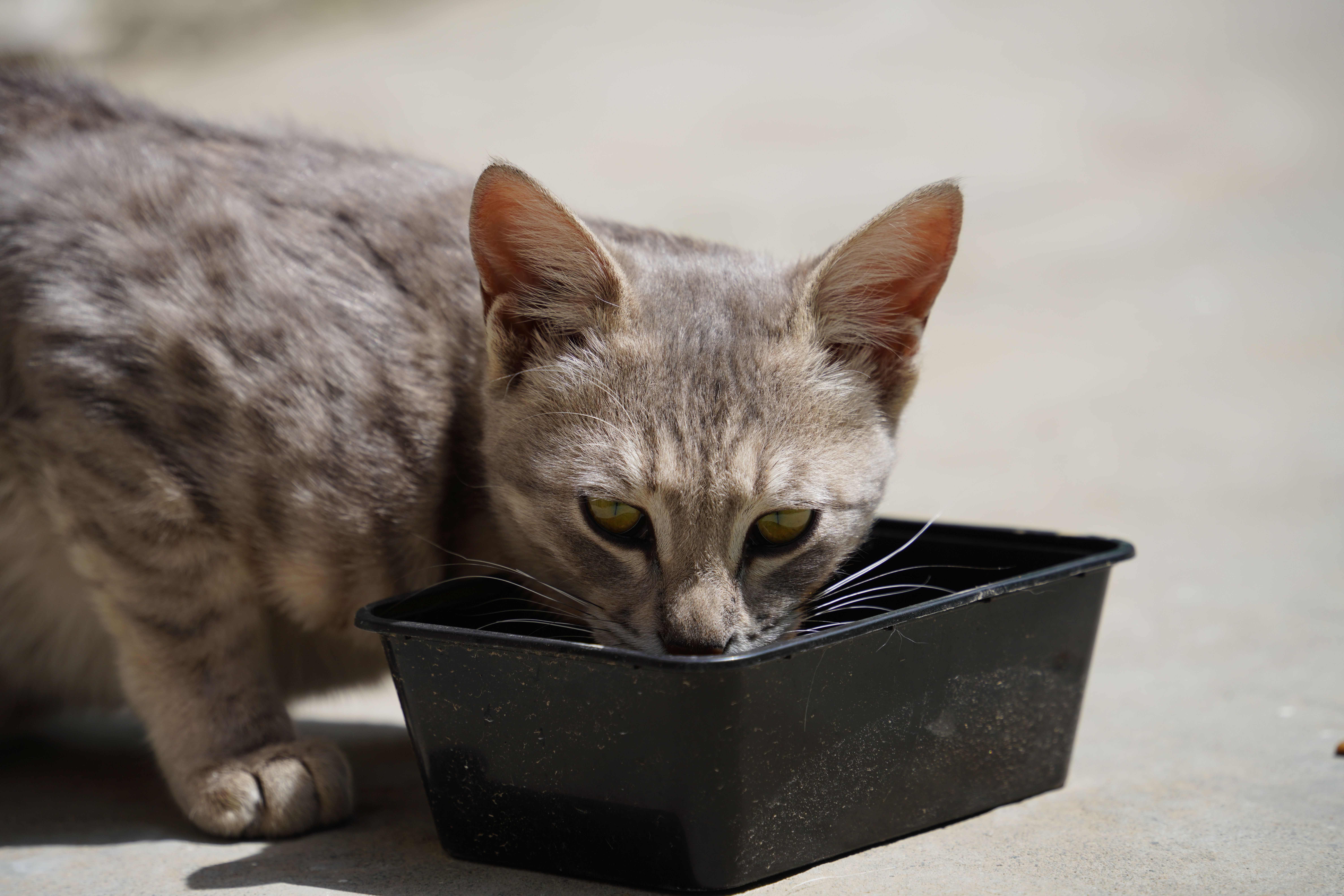kitten drinking water