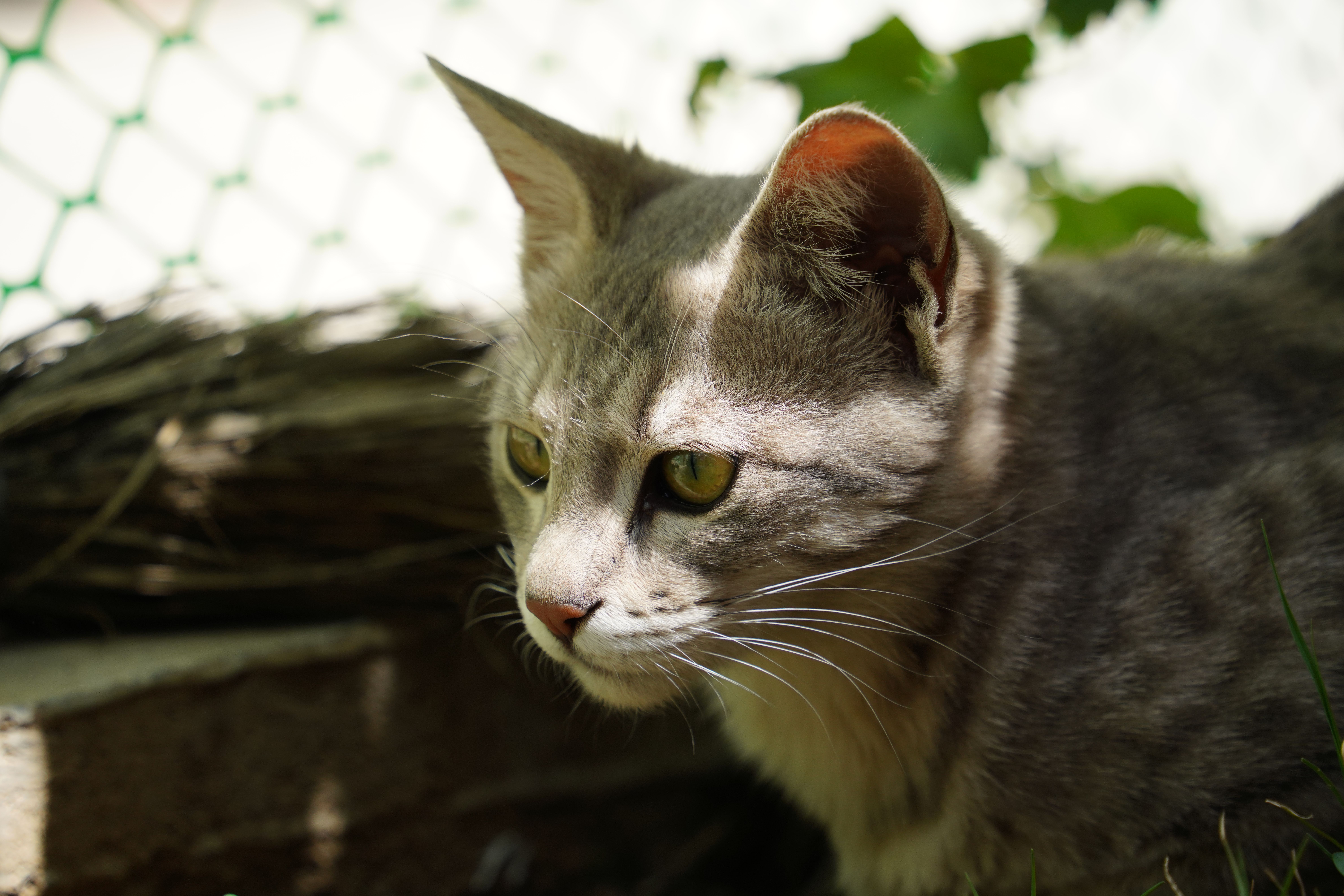 Veterinary care for a cat