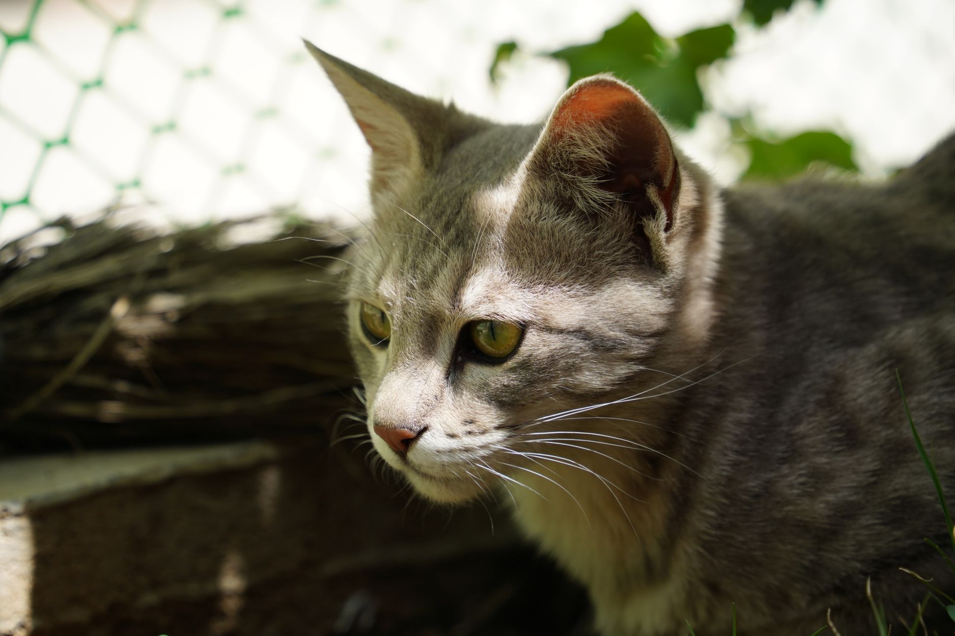 Veterinary care for a cat