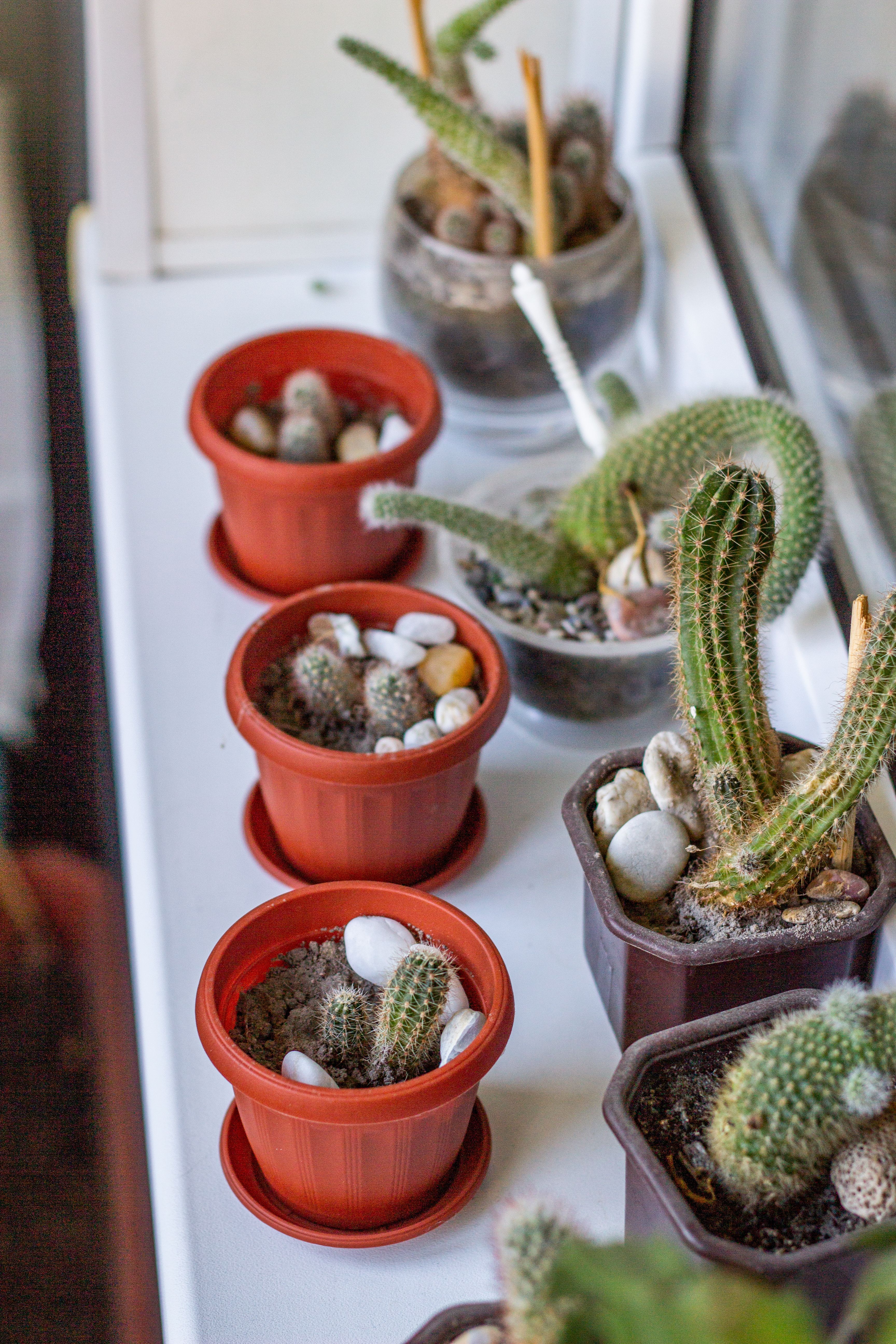 Pequenos cactos em vasos enfileirados no parapeito de uma janela