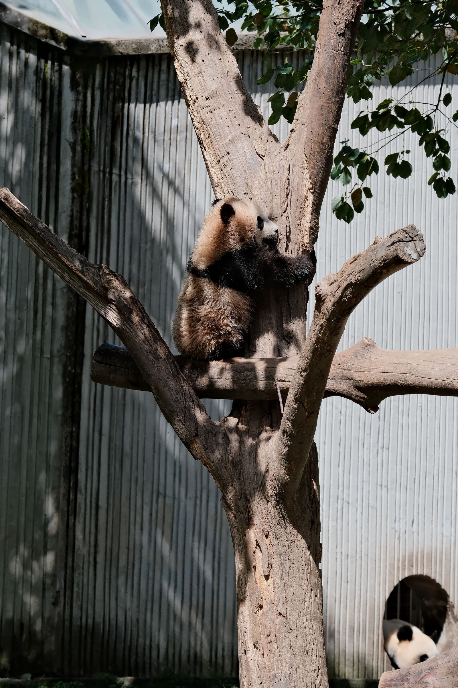 Cute Panda on Tree · Free Stock Photo