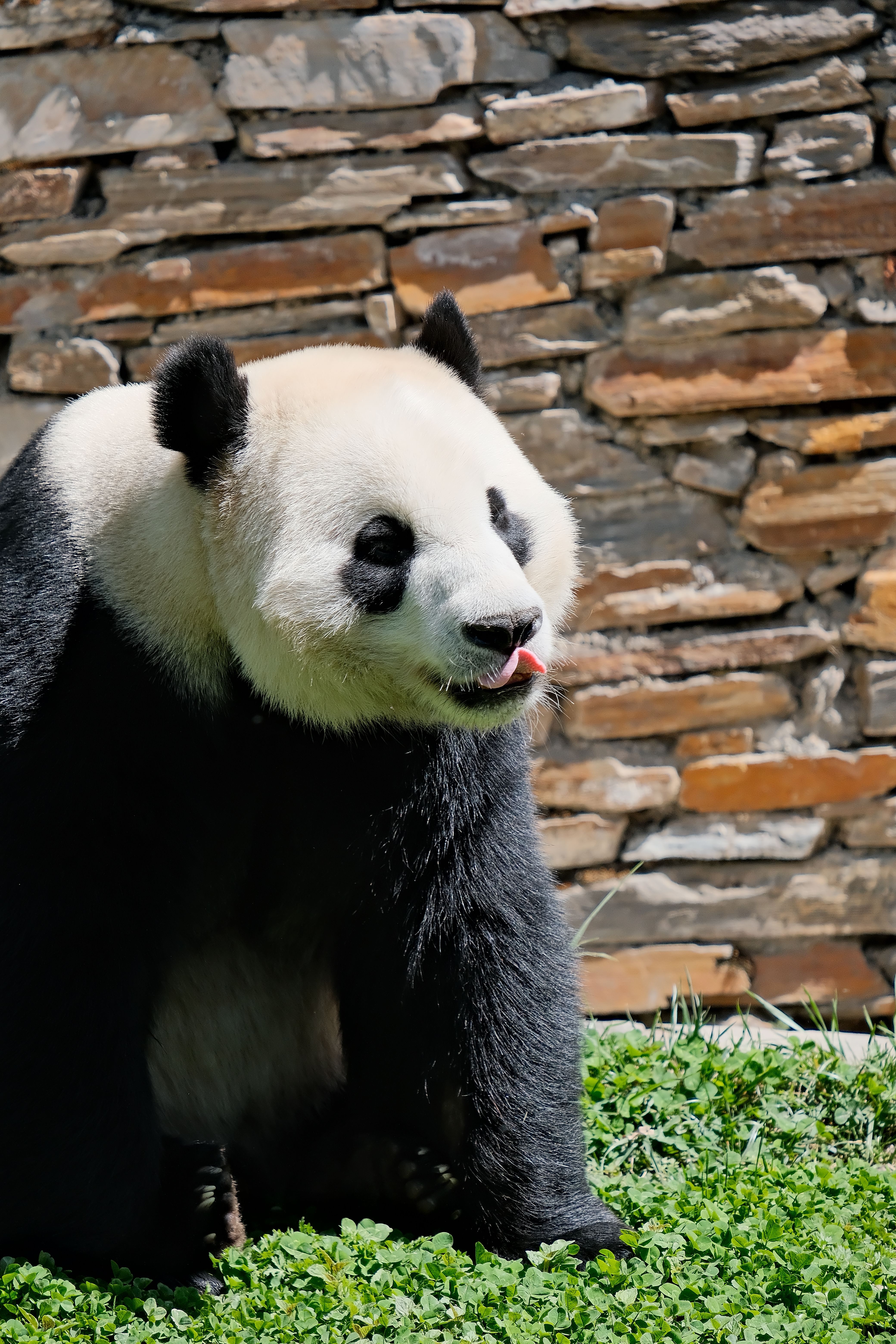 Giant Panda in Bright Outdoor Habitat · Free Stock Photo