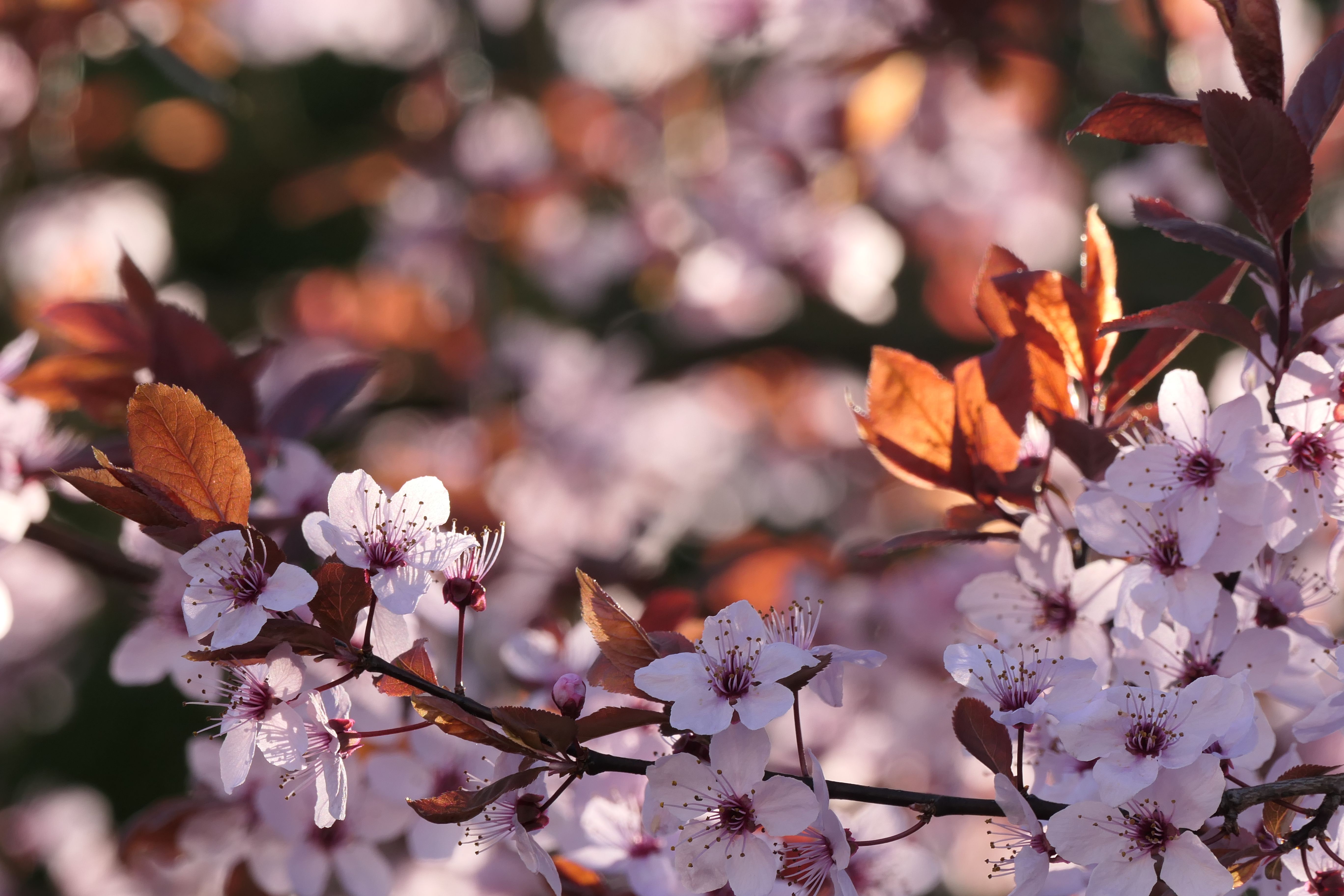 Gratuit Des cerisiers en fleurs éclatants au printemps, capturant l'essence des fleurs fraîches en plein air. Photos