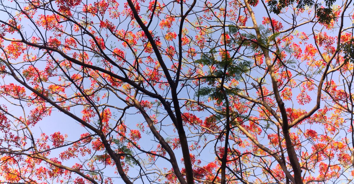 Jacaranda arbre : Bienfaits santé et propriétés