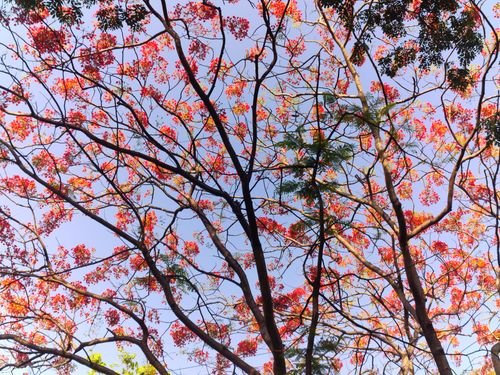 Free Captivating view of a flamboyant tree's striking red blossoms set against the clear sky in Pune, India. Stock Photo