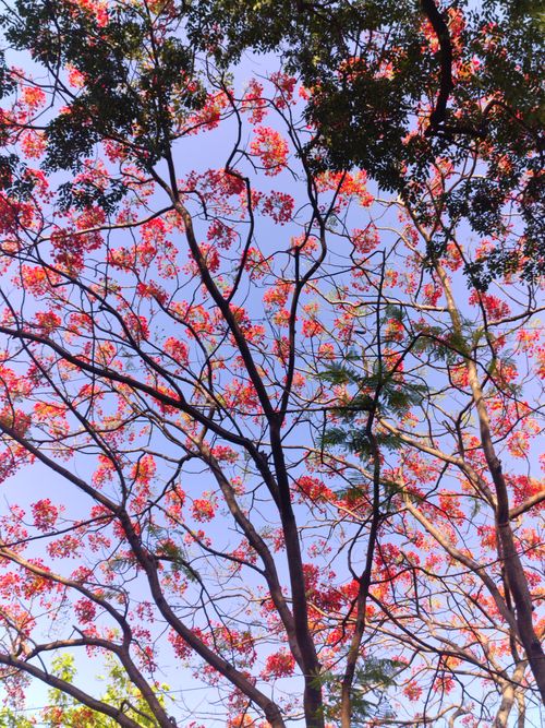 Free Brightly blooming Gulmohar tree branches creating a vibrant canopy against a clear blue sky in Pune, India. Stock Photo