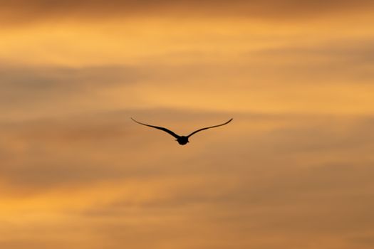 A bird's silhouette against a vibrant sunset sky, symbolizing freedom and tranquility.