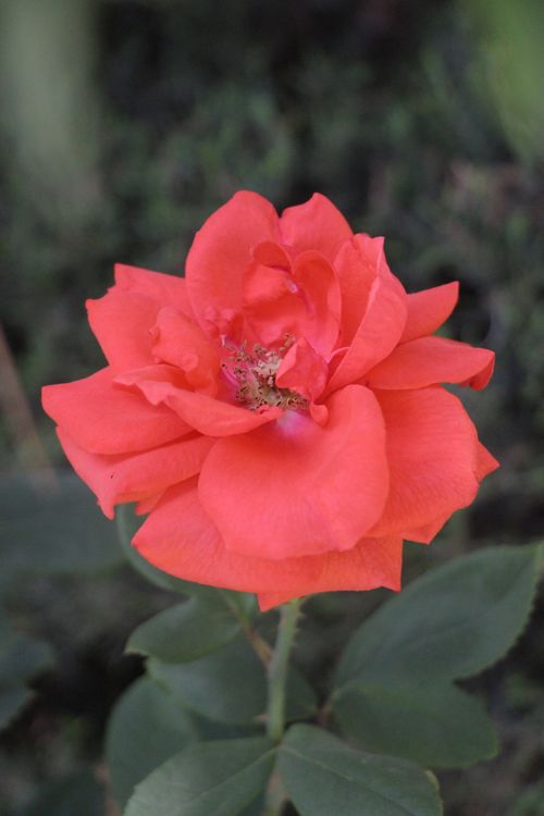 Free Stunning macro shot of a vivid red rose blossoming in a lush garden setting. Stock Photo