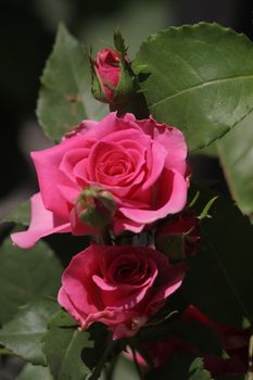 A detailed shot capturing the elegance of vibrant pink roses in full bloom with lush green leaves.