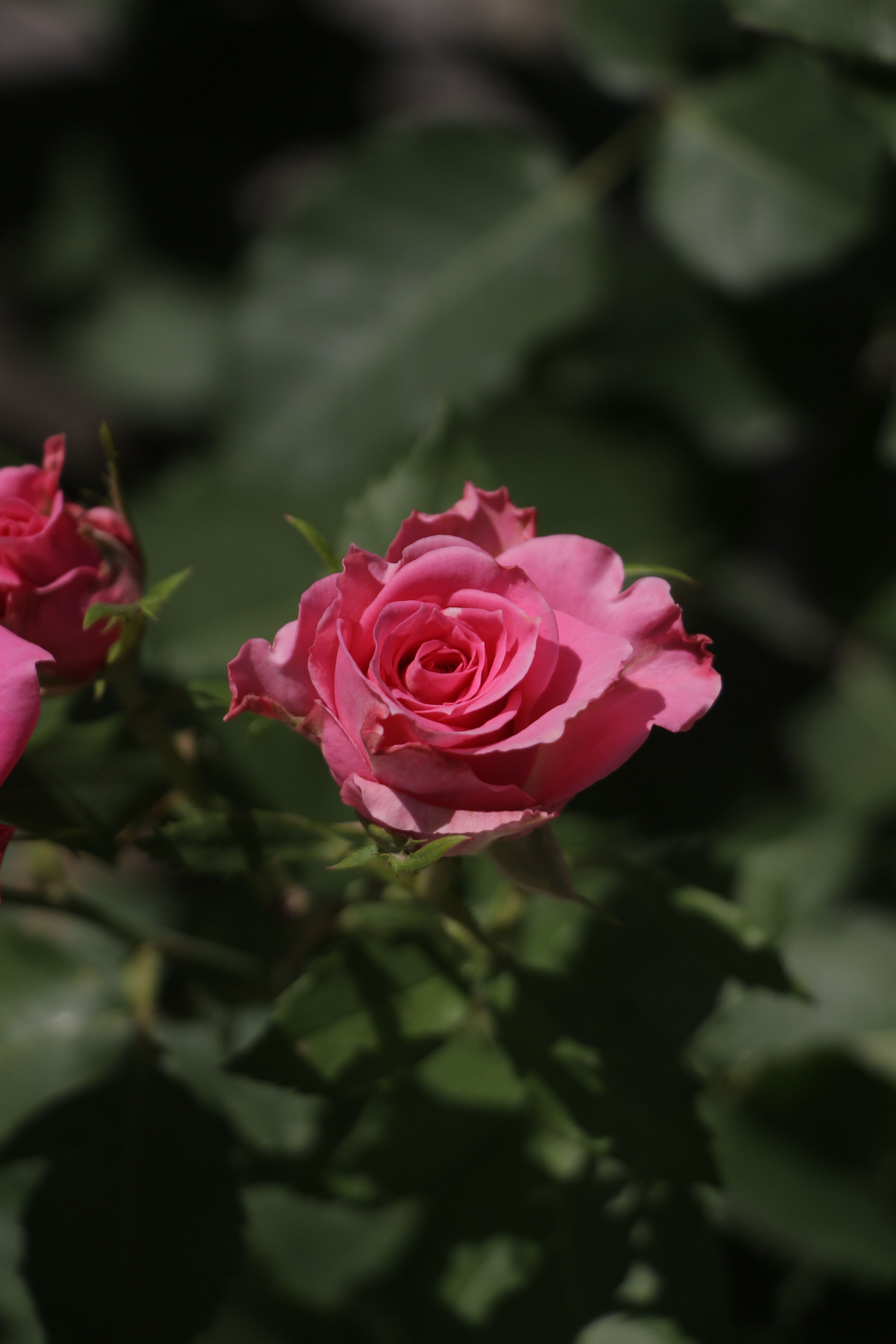 Close-up of a Pink Rose in Full Bloom · Free Stock Photo