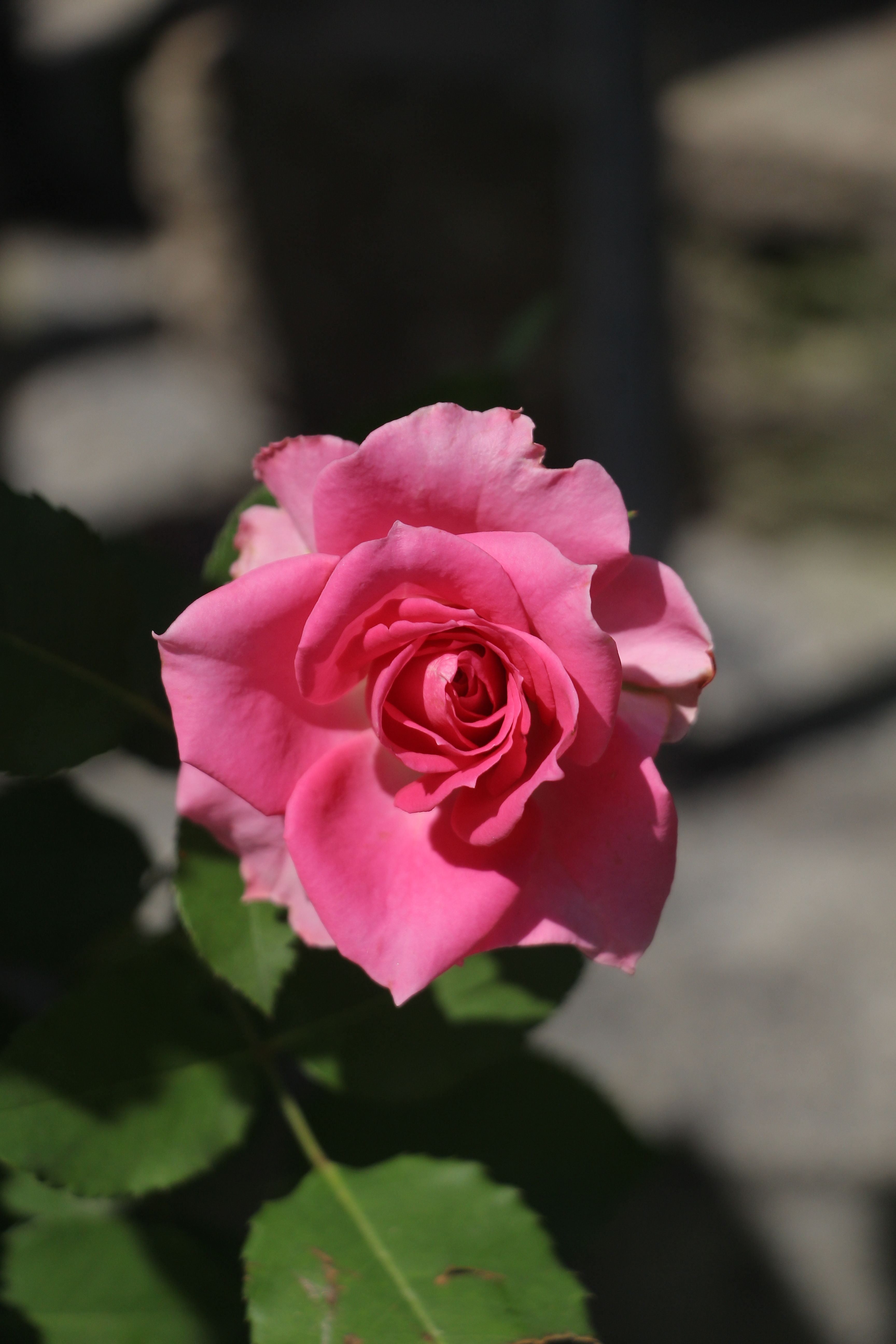 Vibrant Pink Rose in Sunlit Garden · Free Stock Photo
