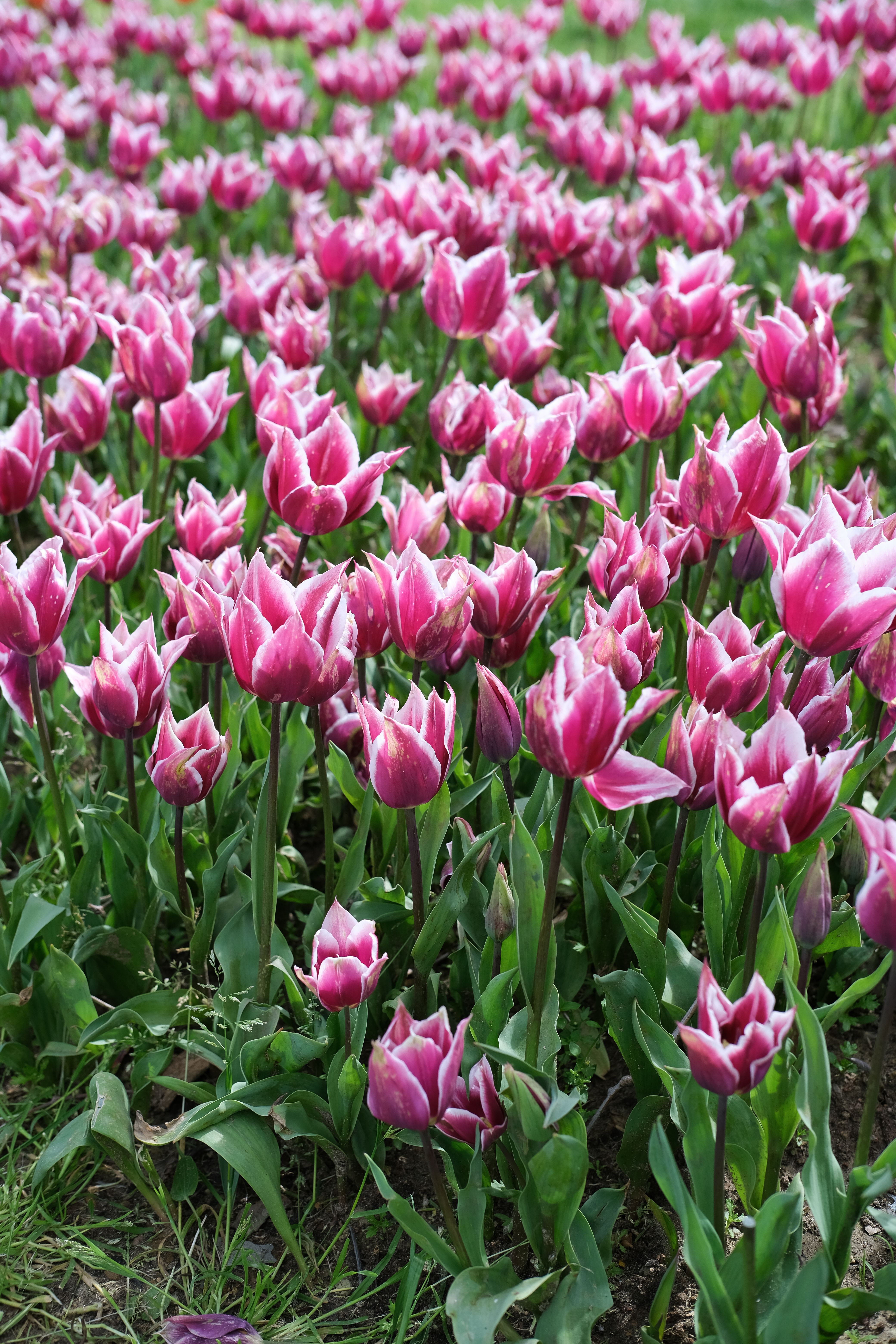 Vibrant Pink Tulips in Bloom at İstanbul Garden · Free Stock Photo